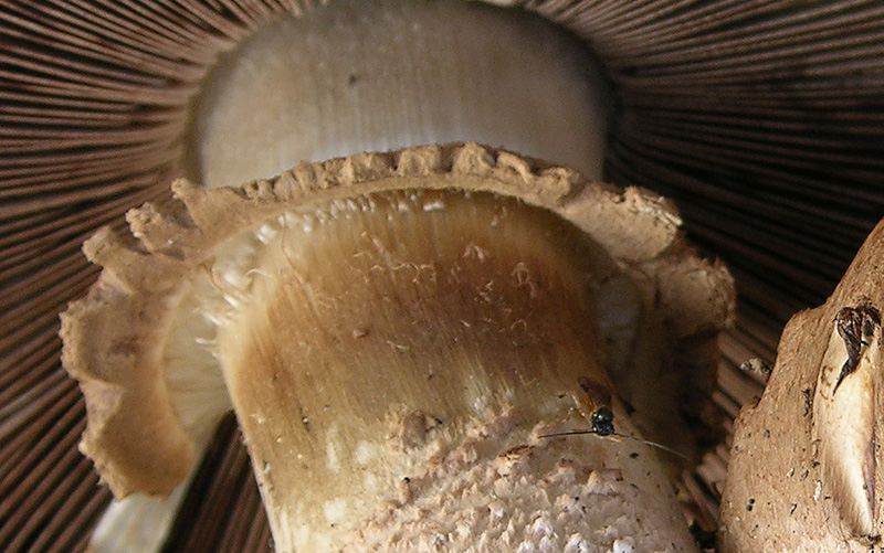 Agaricus da determinare.